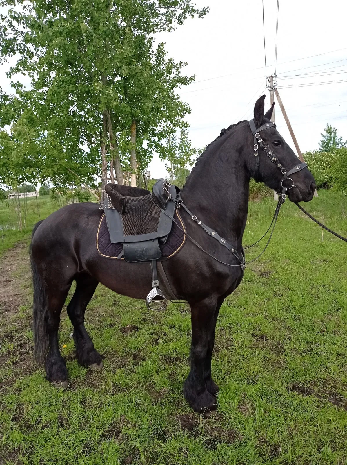 Black horse with a historical saddle and bridle